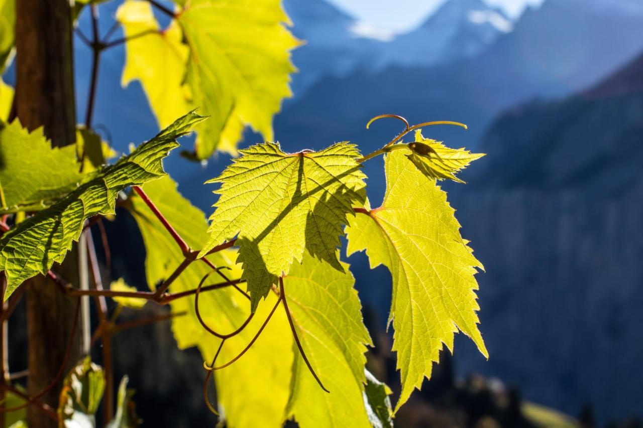 Chalet Aargovia Apartman Wengen Kültér fotó